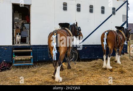 Chevaux lourds au 70e championnat britannique de labour, Mindrum Mill, Northumberland, Angleterre, Royaume-Uni Banque D'Images