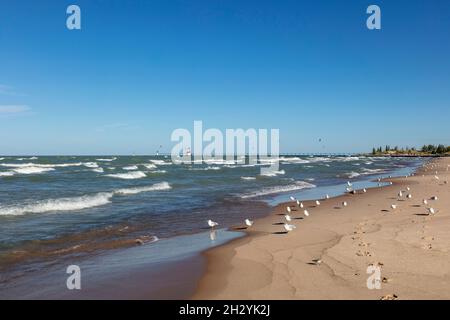 Goélands à bec circulaire le long du lac Michigan, près du phare de St Joseph, Michigan, États-Unis, par James D Coppinger/Dembinsky photo Assoc Banque D'Images