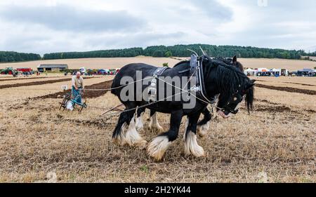 Clydesdale chevaux lourds tractant main lors du 70e championnat britannique de labour, Mindrum Mill, Northumberland, Angleterre, Royaume-Uni Banque D'Images