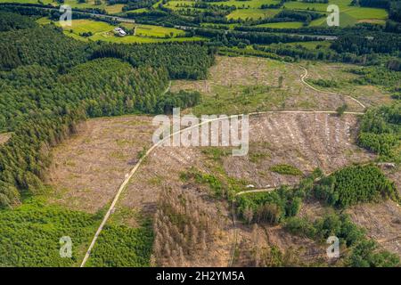 Photographie aérienne, zone forestière avec dommages forestiers près d'Iseringhausen et Brachtpe, Drolshagen, pays aigre, Rhénanie-du-Nord-Westphalie, Allemagne,mort d'arbre,