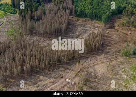 Photographie aérienne, zone forestière avec dommages forestiers près d'Iseringhausen et Brachtpe, Drolshagen, pays aigre, Rhénanie-du-Nord-Westphalie, Allemagne,mort d'arbre,
