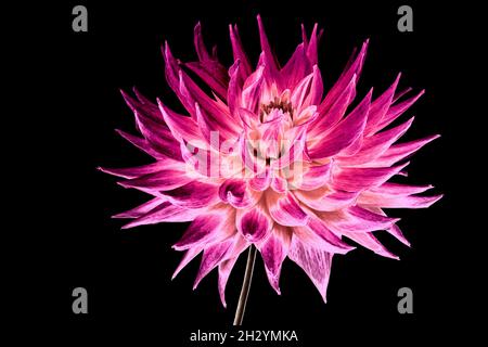 Fleur de dahlia violette isolée sur fond noir Banque D'Images