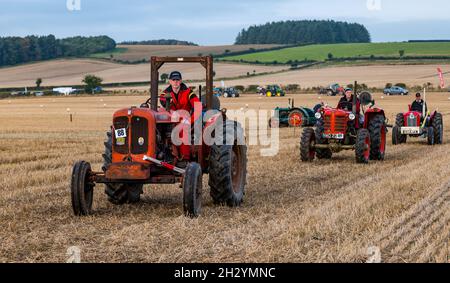 Les tracteurs d'époque Massey Ferguson défilent lors du 70e championnat britannique de labour, Mindrum Mill, Northumberland, Angleterre, Royaume-Uni Banque D'Images