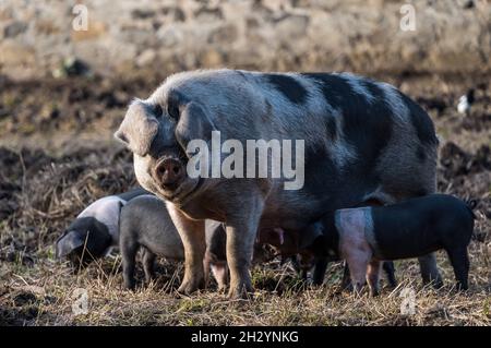 Un cochon sadleback truand avec des porcelets se nourrissant et un oiseau magpie assis sur elle dans un enclos de cochon de ferme, Écosse, Royaume-Uni Banque D'Images