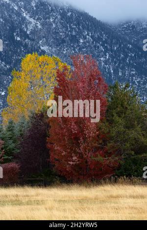 Couleurs d'automne éclatantes avec une montagne enneigée couverte de nuages en arrière-plan Banque D'Images