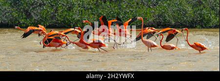 Troupeau de Flamingo américain (Phoenicopterus ruber) décollage en vol, Réserve de biosphère de Celestun, péninsule du Yucatan, Mexique. Banque D'Images