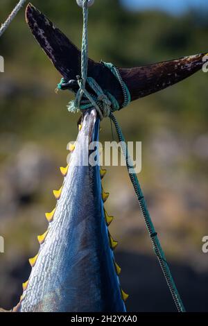 Thon rouge de l'Atlantique suspendu par sa queue bleu foncé et argentée avec des finlets caudal jaunes menant vers le bas du corps du gros poisson d'eau salée. Banque D'Images