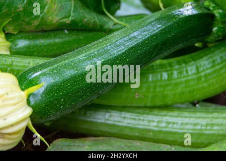 Grand légume de courge courgette vert oblong cru empilé sur une table avec des feuilles jaunes sur le dessus.La récolte biologique fraîche et colorée a un long brillant épais Banque D'Images