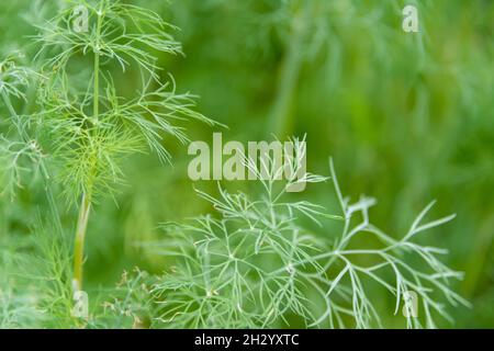 Plante d'aneth verte vibrante qui pousse dans un jardin.L'herbe de persil d'aneth est en brindilles à tiges minces.La végétation biologique ajoute de la saveur aux sauces Banque D'Images