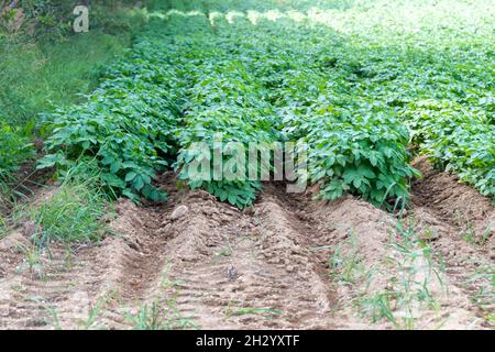 Des foreuses ou des rangées de pommes de terre biologiques qui poussent dans le jardin d'un agriculteur. Il y a des arbres qui poussent dans une zone en bois à l'arrière-plan. Banque D'Images