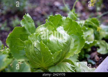 Une seule grande tête brute saine de laitue iceberg biologique poussant dans un jardin d'une ferme.Il a des feuilles vertes et croustillantes.Le soleil brille. Banque D'Images