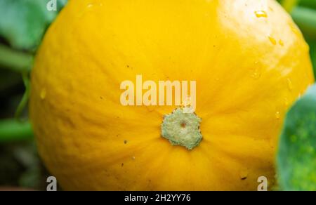 Un grand légume courgette jaune rond cru qui pousse sur le sol avec de grandes feuilles et de grandes tiges.La culture biologique fraîche et colorée a une épaisse fraîcheur Banque D'Images