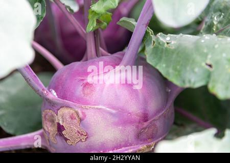 Un gros plan d'un légume kohlrabi biologique avec un navet comme un légume de racine et de longues tiges vertes qui sortent de la plante.Le replat allemand Banque D'Images