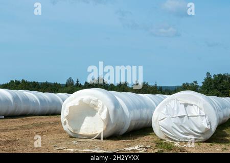 Plusieurs longues rangées de balles blanches de foin dans le champ d'un agriculteur.La ferme a du foin vert qui pousse autour des rouleaux de foin stockés sur les pâturages. Banque D'Images