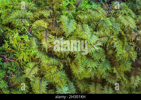 Gros plan d'un tapis vert profond et dense de mousse de plumes (Kindbergia oregana) qui pousse sur le sol humide de la forêt, sur la côte de la Colombie-Britannique. Banque D'Images