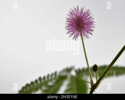 Mimosa pudica, aka plante senstive, ne me touchez pas, et shameplant. Fleur pourpre rose avec feuilles vertes. Orientation paysage. Banque D'Images