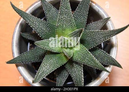 Gros plan de Haworthia superficiasciata, isolé sur fond marron avec une faible profondeur de champ. Banque D'Images