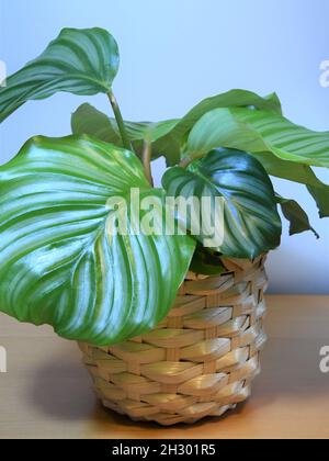 Goeppertia orbifolia (Calathea orbifolia), une plante populaire connue sous le nom de plante de prière. Feuilles vertes et pot en osier, isolé sur fond blanc. Banque D'Images