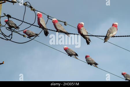 Oiseaux sur un fil de fer, Galahs, oiseau australien indigène, Flock de cacatoès roses et gris perchés sur les lignes électriques profitant de la vue matinale, Australie Banque D'Images