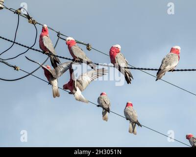 Oiseaux sur un fil, Galahs, oiseau australien indigène, Flock de coqs roses et gris perchés sur les lignes électriques en profitant de la vue du matin Banque D'Images