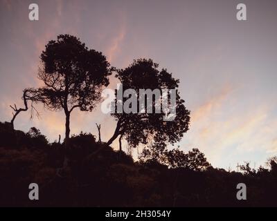 En début de soirée, après le coucher du soleil, les nuages roses s'estompent sur un ciel bleu pourpre sombre, les arbres et la plage se frottent sur le ciel Banque D'Images