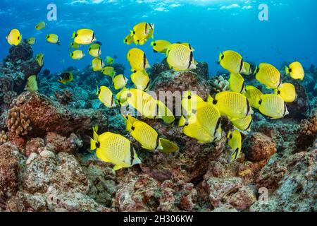 École de butterflyfish, Chaetodon miliaris.Cette espèce est endémique à Hawaï. Banque D'Images