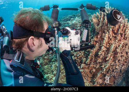 Un plongeur (MR) passe en revue son image à l'arrière de son appareil photo reflex numérique dans un boîtier sous-marin, Hawaï. Banque D'Images