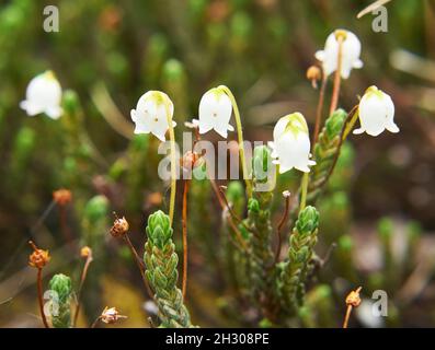 Fleur Arctique cloche-bruyère - Cassiope tetragona dans l'environnement naturel de la toundra de Yakutia Banque D'Images