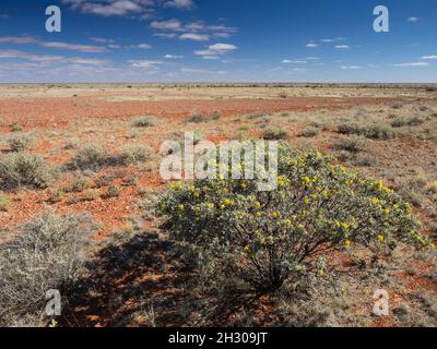 Terre rouge et ciel bleu du désert sud-australien au nord de Coober Pedy vu depuis la Stuart Highway. Banque D'Images