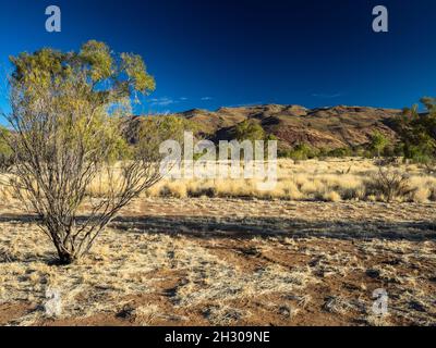 Crêtes septentrionales du Mont Zeil / Urlatherrke depuis un camping dans le Bush au Parc naturel du Mont Zeil, chaîne de montagnes West Macdonnell, territoire du Nord. Banque D'Images