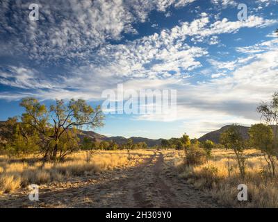 Coucher de soleil sur le Mont Zeil et spinifex (triodia spp.) au parc naturel du Mont Zeil, chaîne de montagnes West Macdonnell Ranges, territoire du Nord Banque D'Images