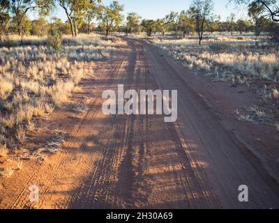 Voie d'accès par spinifex (Triodia spp.) jusqu'à la face nord du Mont Zeil/Urlatherrke, chaîne de montagnes West Macdonnell, territoire du Nord. Banque D'Images