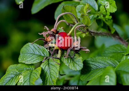 Fruit de la rose de pomme de terre - Rosa rugosa - également appelée rose de pomme, rose du Japon ou rose du Kamchatka, à la fin de l'été sur la brousse, la Bavière, l'Allemagne, l'Europe Banque D'Images