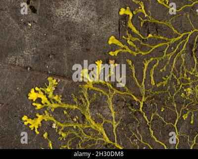 Moule à chaux jaune ou moule à chaux jaune (Physarum polycephalum) formant un réseau tubulaire de brins protoplasmiques à travers une feuille morte à la recherche de nourriture Banque D'Images