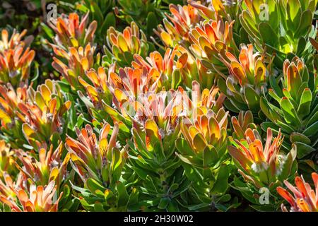 Photographié dans le parc national de Table Mountain en Afrique du Sud, Mimetes cucullatus fait partie de la famille des Proteaceae. Banque D'Images