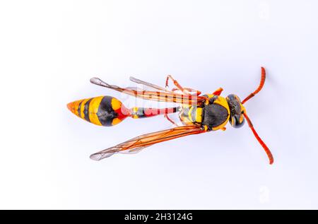 Vue de dessus d'une maison marron et jaune guêpe, également connue sous le nom de yellowwant, hornet, est une guêpe qui facilite la pollinisation des cultures agricoles, isolée sur Banque D'Images