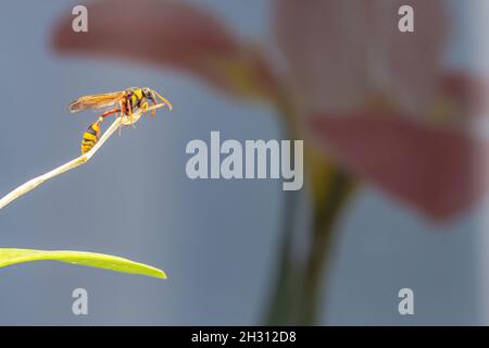 Une guêpe perchée sur une branche d'une plante d'orchidée, sur fond de fleur rouge, avec un espace de copie Banque D'Images
