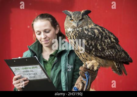 Le gardien de but Shannon avec Max the Eagle Owl lors de la sortie annuelle du zoo de Londres ZSL, au zoo de Londres.Date de la photo: Mercredi 7 février 2018.Le crédit photo devrait se lire: David Jensen/ EMPICS Entertainment Banque D'Images