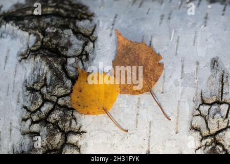 automne feuilles de bouleau et texture de l'écorce gros plan sélectif Banque D'Images