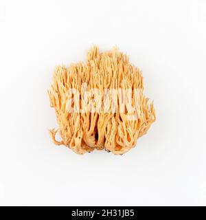 ramaria jaune champignon sur fond blanc gros plan Banque D'Images