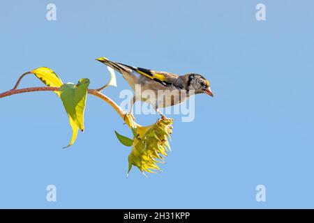 Goldfinch se trouve sur un vieux tournesol avec des graines entre des tournesols fleuris devant un fond bleu Banque D'Images