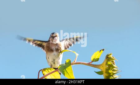 Goldfinch se trouve sur un vieux tournesol avec des graines entre des tournesols fleuris devant un fond bleu Banque D'Images