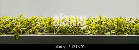 banner, feuilles vertes de l'ostrére rouge cultivées sur une microferme à l'aide de la méthode agroponique. Banque D'Images