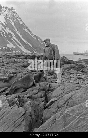 Ein Mann der Besatzung des Fabrikschiffs «Jan Wellem' spielt mit einem Walross auf Südgeorgien, 1930er Jahre. Membre de l'équipage du navire-usine 'Jan Wellem' jouant avec un bébé morse en Géorgie du Sud, 1930. Banque D'Images