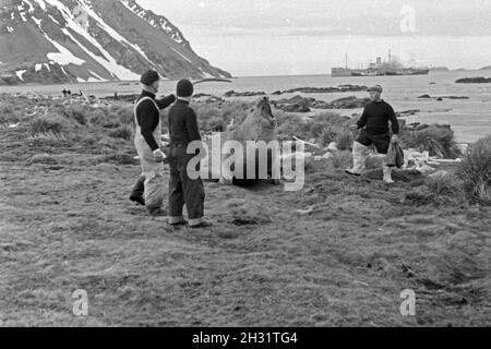 Männer der Besatzung des Fabrikschiffs «Jan Wellem" Walrössern Südgeorgien spielen mit auf, 1930 er Jahre. Membres de l'équipage du navire-usine 'Jan Wellem' jouant avec les morses en Géorgie du Sud, 1930. Banque D'Images