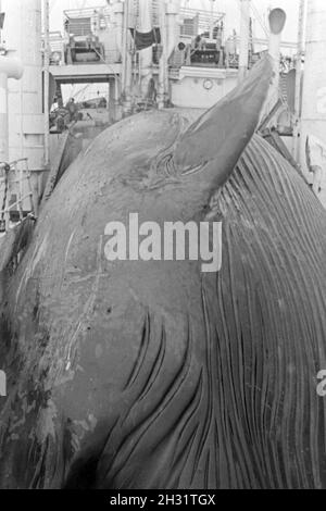 Un Walkadaver Fabrikschiffs wird an Bord des 'Jan Wellem' zur Weiterverarbeitung eigenschaften, 1930er Jahre. Un cadavre de baleine est tiré à bord du navire-usine 'Jan Wellem' pour la transformation, 1930. Banque D'Images