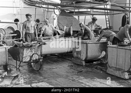 Männer der Besatzung des Fabrikschiffs «Jan Wellem' bei der Weiterverarbeitung von Barten, 1930er Jahre. Membres de l'équipage du navire-usine 'Jan Wellem' à la transformation ultérieure de fanons, 1930. Banque D'Images