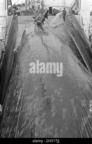 Un Walkadaver Fabrikschiffs wird an Bord des 'Jan Wellem' zur Weiterverarbeitung eigenschaften, 1930er Jahre. Un cadavre de baleine est tiré à bord du navire-usine 'Jan Wellem' pour la transformation, 1930. Banque D'Images