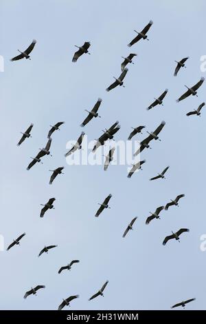 Un grand troupeau de grues Sandhill vole en haut dans le ciel sur la migration vers le nord. Banque D'Images