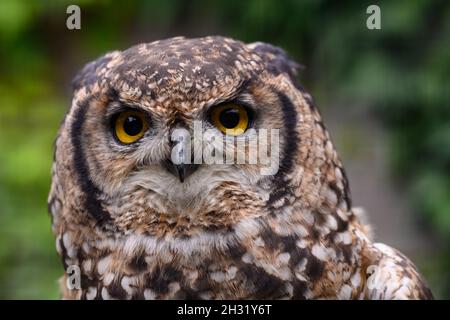 Hibou oiseau de proie perchée Banque D'Images